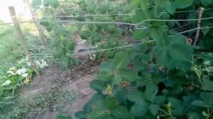 Обзор популярных сортов ежевики на 17 июля 2021 года.