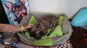 Как УХАЖИВАТЬ за французским бульдогом в ЖАРКУЮ погоду