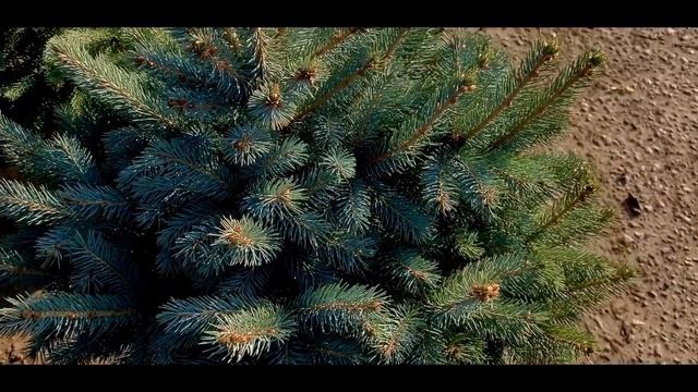 Хвойные растения: ель, туя, сосна, можжевельник, самшит | Питомник «Кольцово» смотреть онлайн