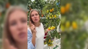 Обзор вкуснейших томатов с высокой урожайностью _ Самые сладкие помидоры.mp4