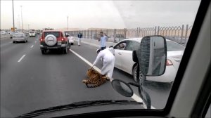 Катар. Тигр выпрыгнул на шоссе (08.03.2016 г.)