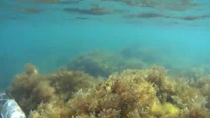 Подводная охота на Черном море п. Дюрсо 16.04.2023
