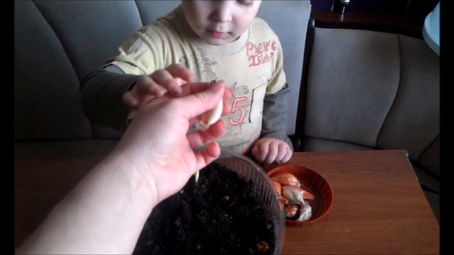 Развивающие занятия для детей Илюша сажает лук смотреть онлайн