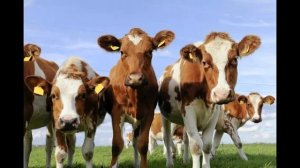 Песня  милла а хьо велахь  ... Турпал Джабраилов