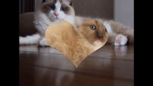 Регдолл, или рэгдолл (Ragdoll cat) породы кошек( Slide show)!