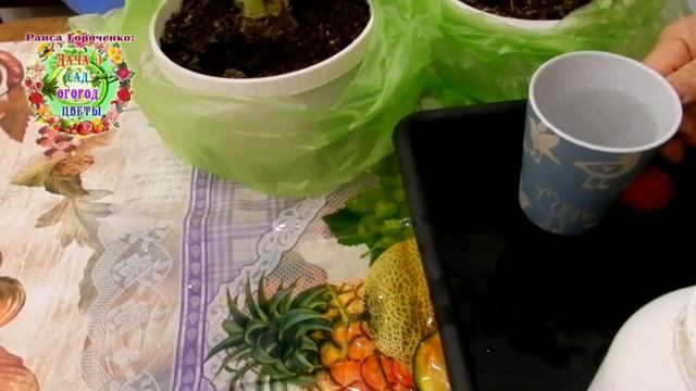 Чем накормить досыта комнатные цветы гиппеаструмов во время цветения?