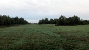 Как я это делаю. Натаска легавой собаки на птицу.