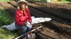 Лучки Пучки.  Серия 154.  Сеем лук под зиму.