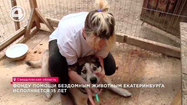 Фонду помощи бездомным животным Екатеринбурга исполняется 15 лет