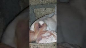 Как кормит голуби своих птенцов