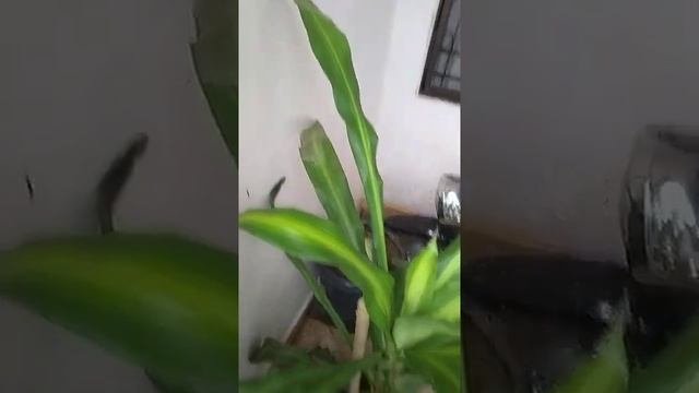 Драцена душистая