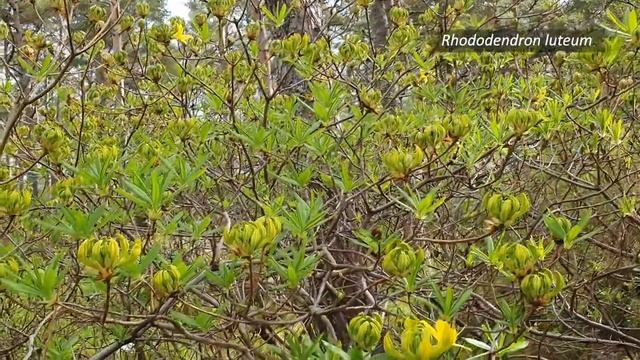 Rhododendron luteum смотреть онлайн