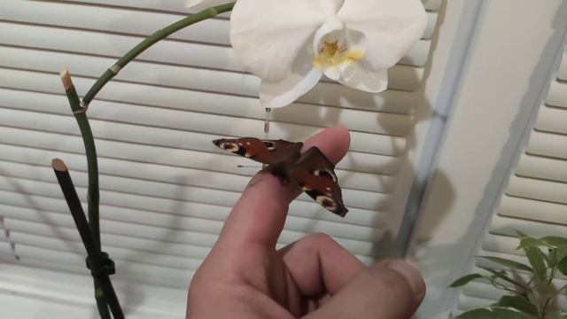 Проснулась бабочка дома в 20 градусов мороза.butterfly in winter смотреть онлайн