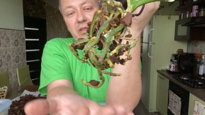 ОРХИДЕЯ после покупки в магазине, полив орхидеи и ПЕРЕСАДКА после цветения фаленопсиса