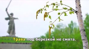 Растет в Волгограде березка.