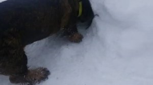 Натаска. Обучение. Жесткошерстная такса. 5 месяцев.