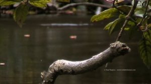 Ireland's Spectacular Kingfishers