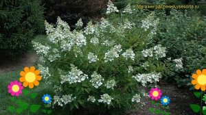 Гортензия метельчатая Юник. Краткий обзор, описание характеристик hydrangea paniculata Unique