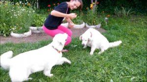 Парный фристайл от Лады и Вари (золотистые ретриверы)