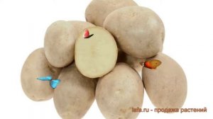 Картофель семенной Удача (udacha) ? Удача обзор: как сажать, семенной картофель картофеля Удача