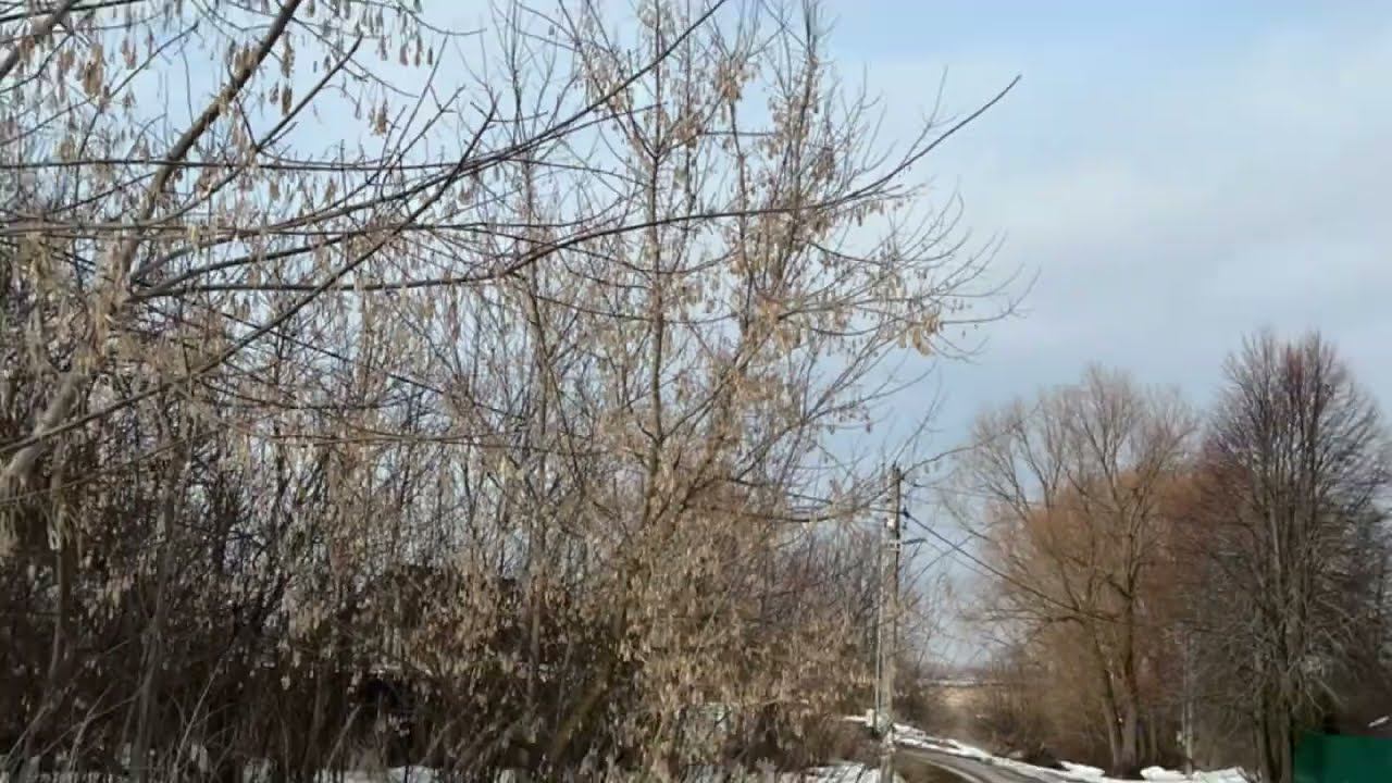 Струпна