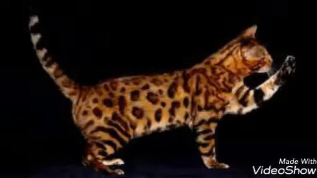 Факты о Бенгальской породе кошек!~
