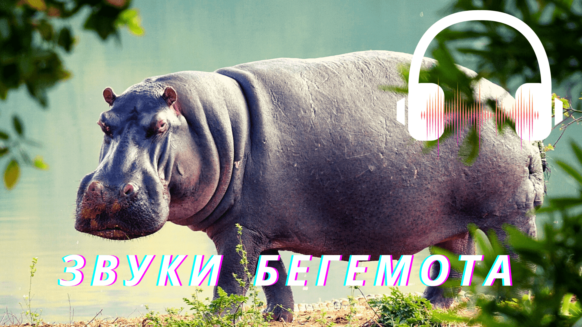 Бегемотики слушать. Звуки бегемота. Звуки животных Бегемот. Рычание бегемота.