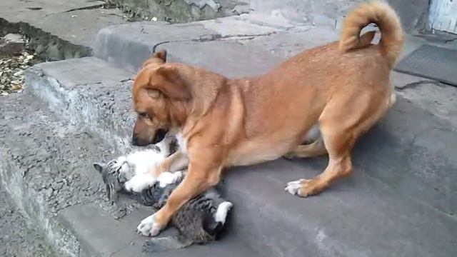 Собака и кот обнимаются и играют.