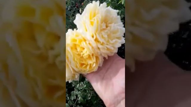 Плетистая Сирано де бержерак