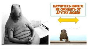 Как избежать конфликтов правила 5 мудростей