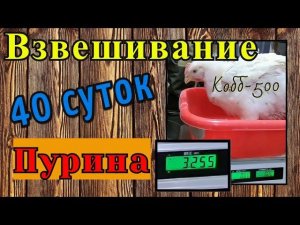 Вес бройлера Кобб-500 в 40 дней. Пурина