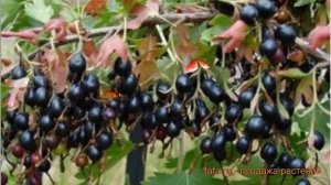 Смородина золотистая Венера (ribes aureum) ? Венера обзор: как сажать, саженцы смородины Венера