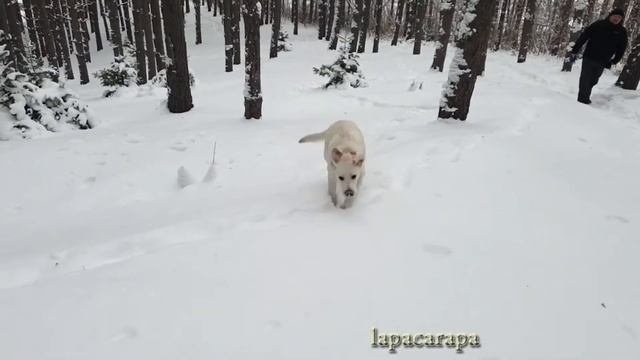 Самые смешные собаки Лабрадоры Funny Labrador Dogs