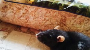 Что нужно делать если ваша крыса пахнет? .