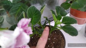 ГЛОКСИНИИ ВЫТЯНУЛИСЬ.ТРИ РОСТКА НА КЛУБНЕ.ЧТО ДЕЛАТЬ.