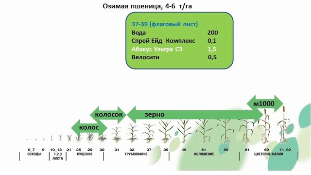 Озимая пшеница - флаговый лист. Защита и питание