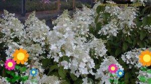 Гортензия метельчатая Брасселс Лейс. Краткий обзор, описание hydrangea paniculata Brussels Lace