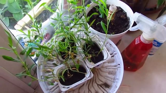 Что выросло из Китайских семян. Радужная хризантема смотреть онлайн