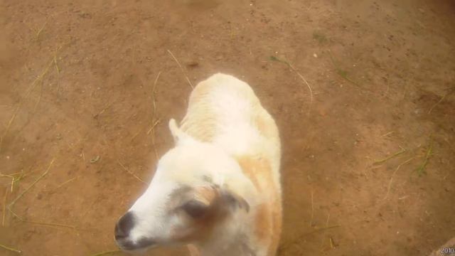 Миколаївський зоопарк смотреть онлайн