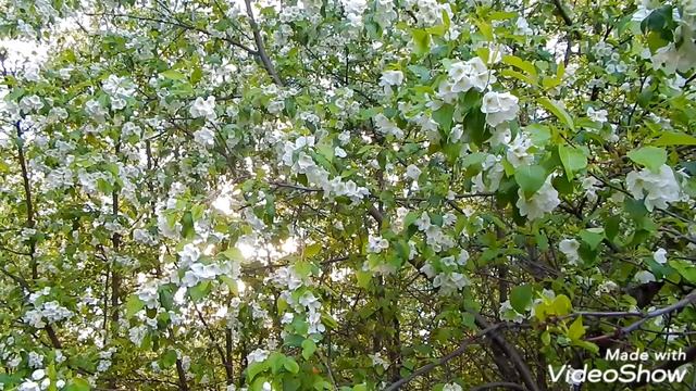 Решающее путешествие. Ефимыч.