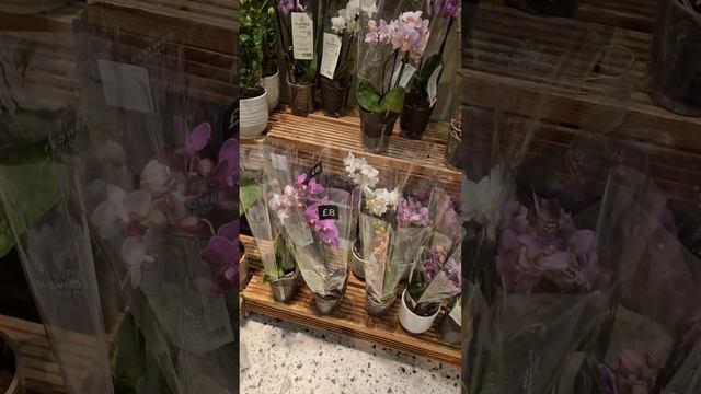 Лондон.  Орхидеи. Обзор.Марк & Спенсер. London.  Orchids.  Review. Mark & Spencer