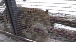 Котенок Гав