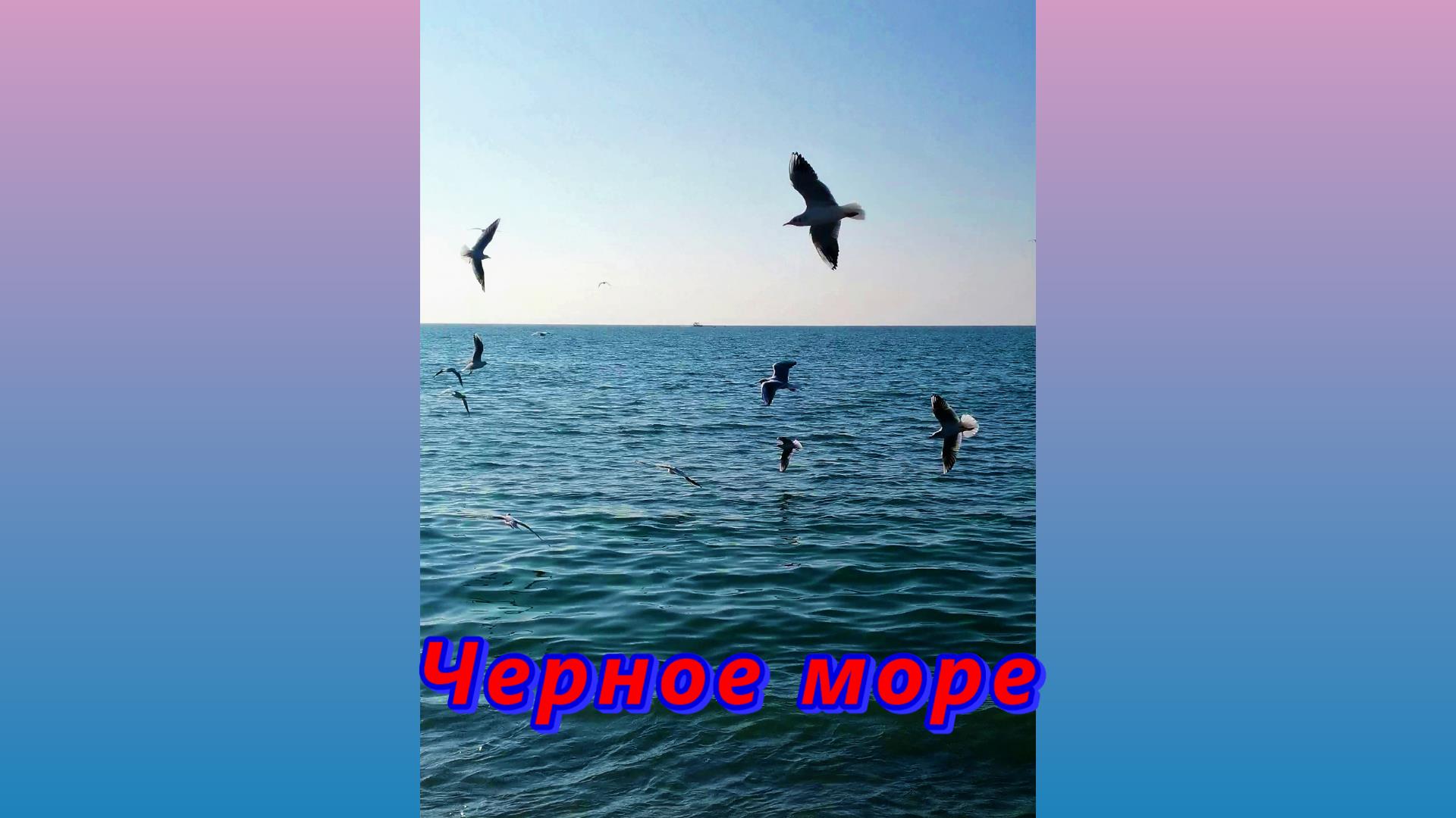 Крики чаек песня. 31 Октября день черного моря. Крик чаек и шум моря. Крик чаек. Звук Чайки.