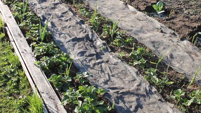 Моя старая грядка с ягодами---что буду с ней делать в этом году. смотреть онлайн