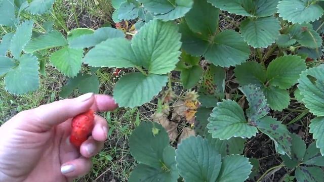 КУБАНЬ? АРАХИС ЗАЦВЕЛ ? КАЖЕТСЯ ЧЕСНОК? БУДЕТ ОТЛИЧНЫЙ смотреть онлайн