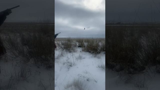 Pheasant hunt #dory #fishing #oregon #doryfish #fish #oregoncoast #pacific #ocean #beach