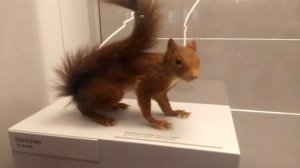 Швейцария Люцерн / музей Природы????