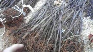 Клоновый подвой для яблони Б 7-35.