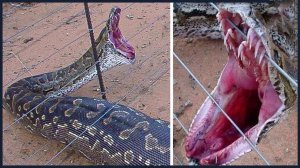 Животные с Невероятными Суперспособностями