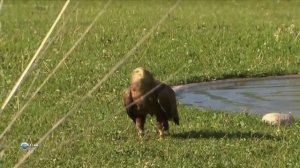 песня мой Казахстан поют дети город  Уральск